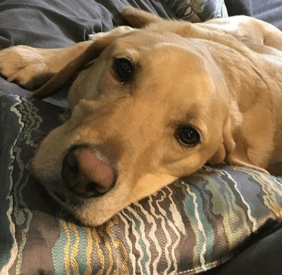 She Loves Pets